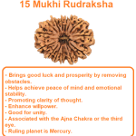 15 Mukhi Rudraksha 16mm (Nepal Origin)