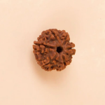 6 Mukhi 15mm Rudraksha (Nepal Origin)