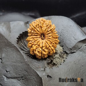 15 Mukhi Rudraksha 20mm (Nepal Origin)
