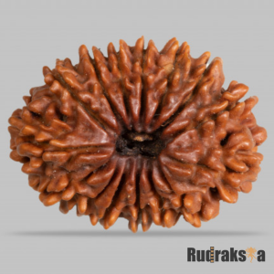 15 Mukhi Rudraksha 18mm (Nepal Origin)