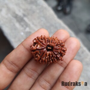 15 Mukhi Rudraksha 23mm (Nepal Origin)