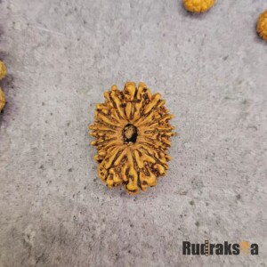 15 Mukhi Rudraksha 22mm (Nepal Origin)
