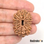 15 Mukhi Rudraksha 17mm (Nepal Origin)