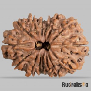 15 Mukhi Rudraksha 15mm (Nepal Origin)