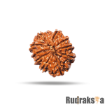 10 Mukhi Rudraksha Nepal Bead