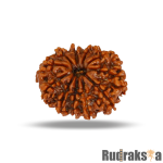 11 Mukhi Rudraksha Nepal Bead