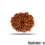 11 Mukhi Rudraksha Nepal Bead
