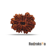 12 Mukhi Rudraksha Nepal Bead