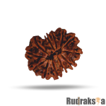 12 Mukhi Rudraksha Nepal Bead