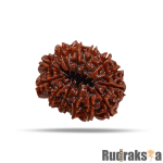 13 Mukhi Rudraksha Nepal Bead