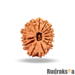 14 Mukhi Rudraksha Nepal Bead