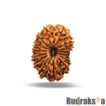15 Mukhi Rudraksha Nepal Bead