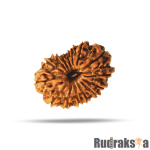 15 Mukhi Rudraksha Nepal Bead