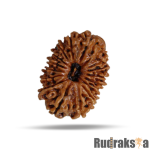 16 Mukhi Rudraksha Nepal Bead