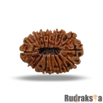 16 Mukhi Rudraksha Nepal Bead