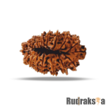 17 Mukhi Rudraksha Nepal Bead