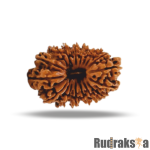 17 Mukhi Rudraksha Nepal Bead