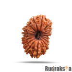 18 Mukhi Rudraksha Nepal Bead