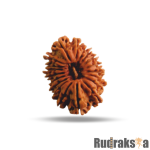 19 Mukhi Rudraksha Nepal Bead