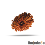 19 Mukhi Rudraksha Nepal Bead
