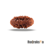 1 Mukhi Kaju Dana Rudraksha Nepal Bead