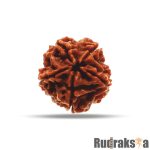 5 Mukhi Rudraksha Nepal Bead