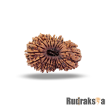 20 Mukhi Rudraksha Nepal Bead