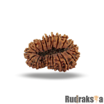 20 Mukhi Rudraksha Nepal Bead