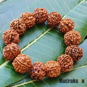 5 Mukhi Rudraksha Bracelet - 20mm