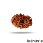 21 Mukhi Rudraksha Nepal Bead