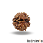 2 Mukhi Rudraksha Nepal Bead
