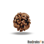 2 Mukhi Rudraksha Nepal Bead