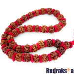5 Mukhi Rudraksha Bead Kantha Mala Necklace - 37 Beads (23-24mm)