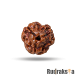 3 Mukhi Rudraksha Nepal Bead