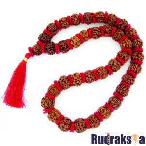5 Mukhi Rudraksha Bead Kantha Mala Necklace - 37 Beads (23-24mm)