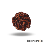 4 Mukhi Rudraksha Nepal Bead