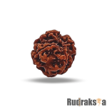 4 Mukhi Rudraksha Nepal Bead