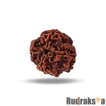 6 Mukhi Rudraksha Nepal Bead