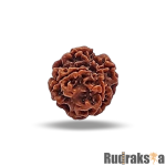 6 Mukhi Rudraksha Nepal Bead