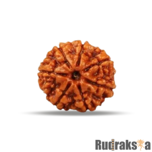 7 Mukhi Rudraksha Nepal Bead
