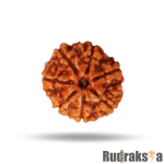 7 Mukhi Rudraksha Nepal Bead