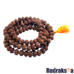 7 Mukhi Rudraksha Mala/Necklace - 108 Beads