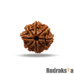 8 Mukhi Rudraksha Nepal Bead