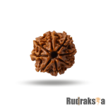 8 Mukhi Rudraksha Nepal Bead
