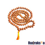 8 Mukhi Rudraksha Mala/Necklace - 108 Beads