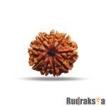 9 Mukhi Rudraksha Nepal Bead