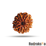 9 Mukhi Rudraksha Nepal Bead