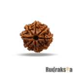 8 mukhi