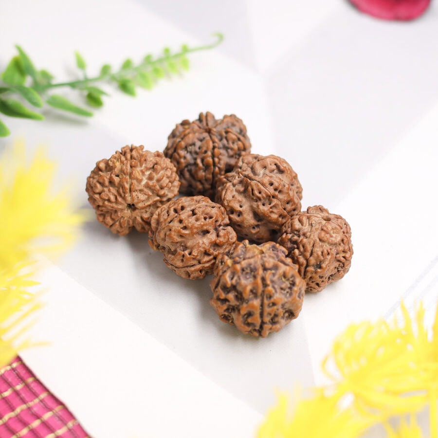 5 Mukhi