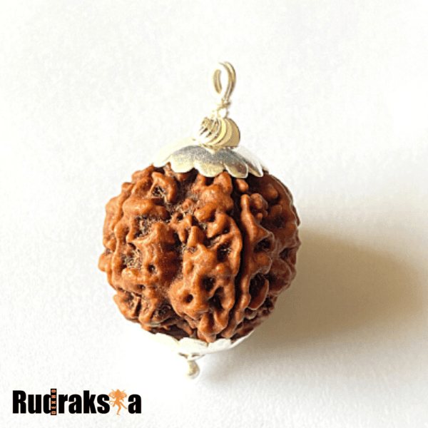 6 mukhi rudraksha